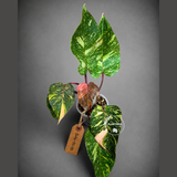Philodendron Orange Princess - Rare Collector Plant (July-31-15)
