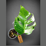 High Variegated Monstera Albo - Rare EXACT Plant - (July-31-17)