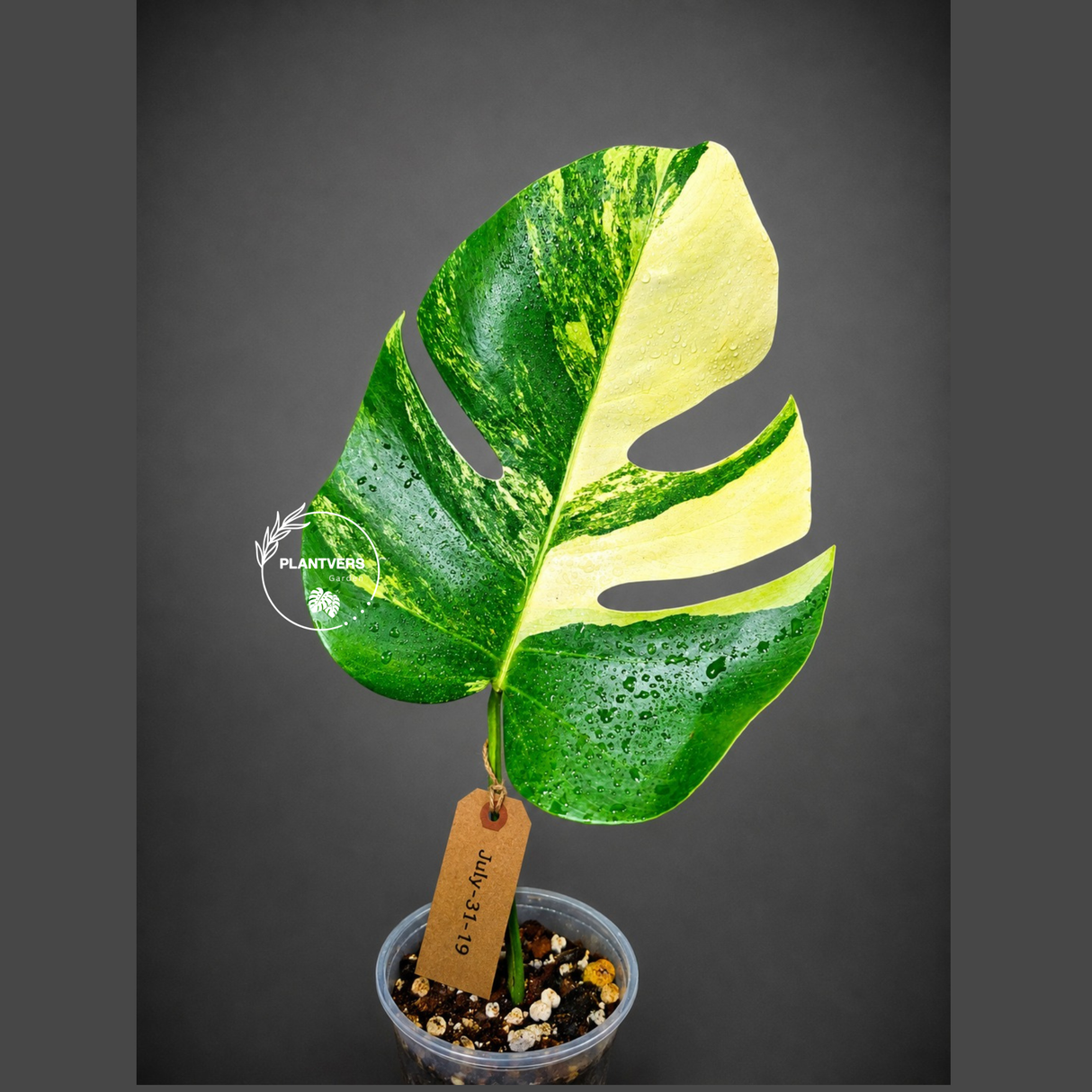 Monstera Aurea Variegated Borsigiana - Monstera Aurea - (July-31-19)