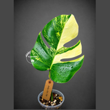 Monstera Aurea Variegated Borsigiana - Monstera Aurea - (July-31-19)