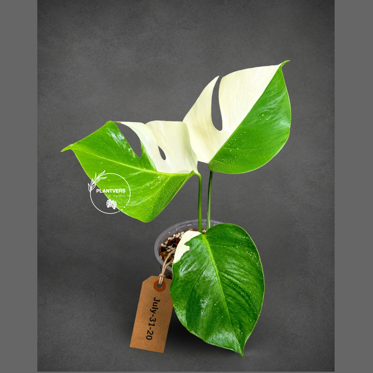 High Variegated Monstera Albo - Rare EXACT Plant - (July-31-20)