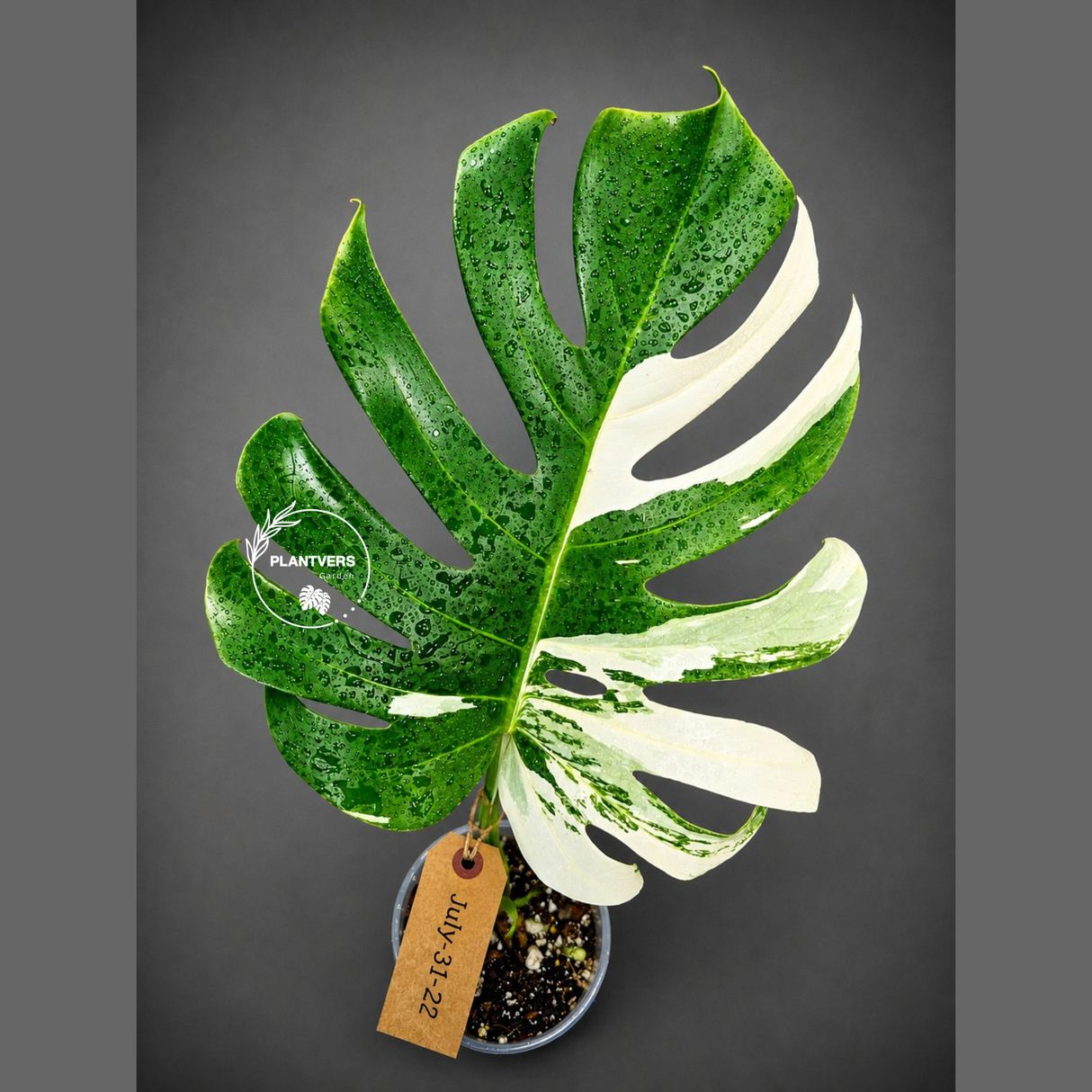 High Variegated Monstera Albo - Rare EXACT Plant - (July-31-22)