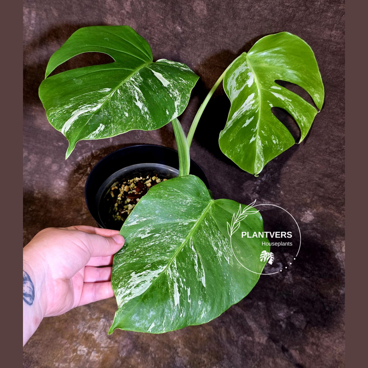Variegated Monstera Albo - White Monstera Borsigiana - (June-01-09)