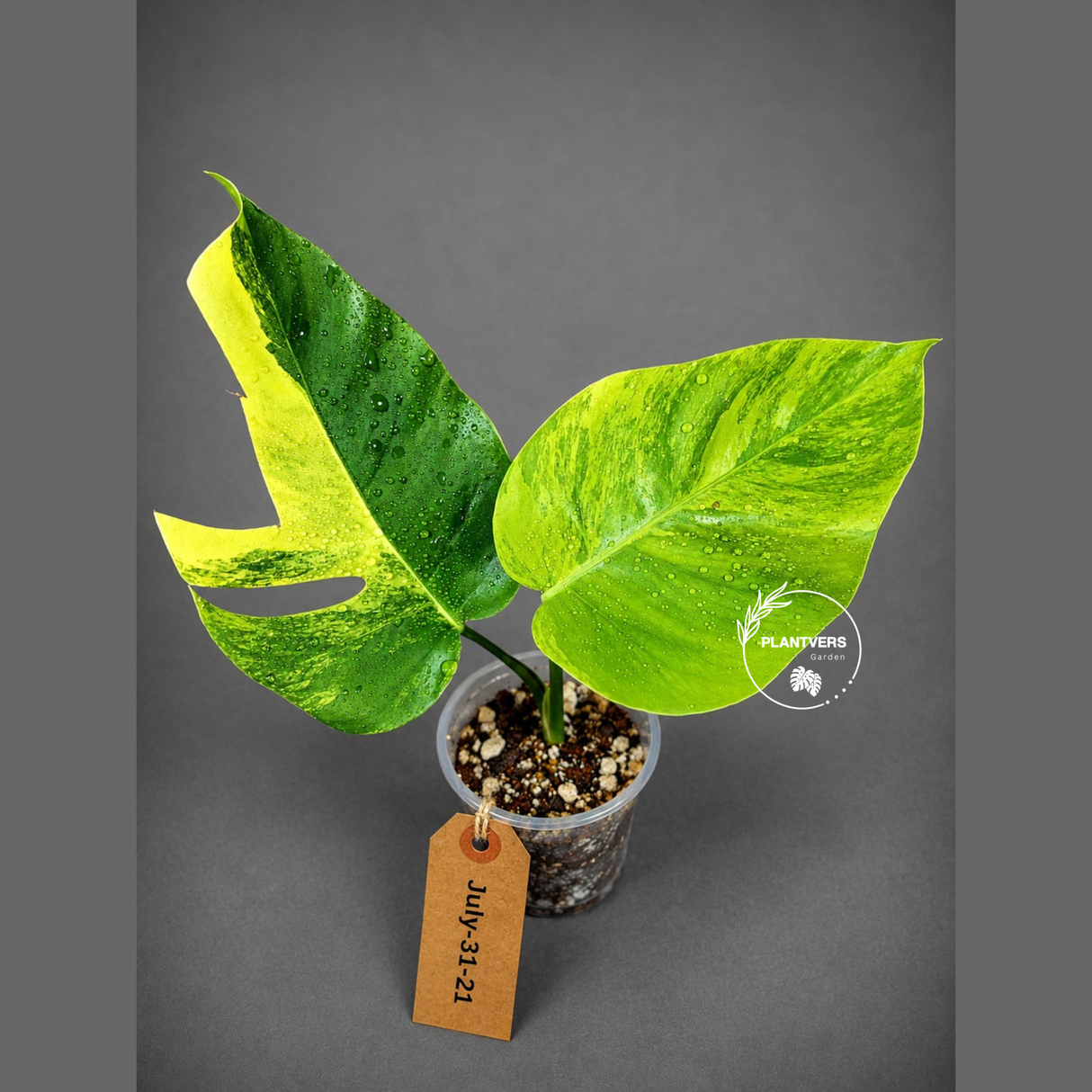 Monstera Aurea Variegated Borsigiana - Monstera Aurea - (July-31-21)