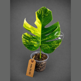 Monstera Aurea Variegated Borsigiana - Monstera Aurea - (July-31-23)