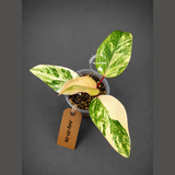 Variegated Philodendron Strawberry Shake - EXACT Plant - (July-31-26)
