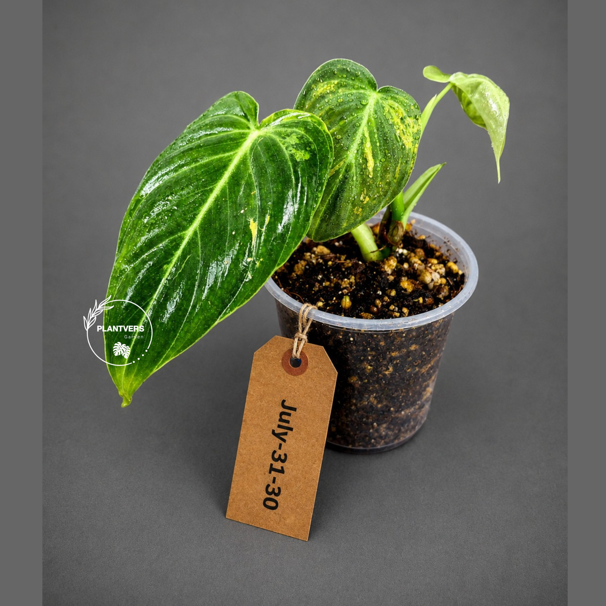 Philodendron Melanochrysum Variegated - Exact Plant - (July-31-30)