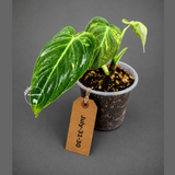 Philodendron Melanochrysum Variegated - Exact Plant - (July-31-30)
