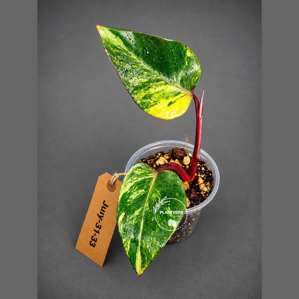 Variegated Philodendron Strawberry Shake - EXACT Plant - (July-31-33)