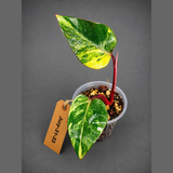 Variegated Philodendron Strawberry Shake - EXACT Plant - (July-31-33)