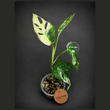 Variegated Monstera Adansonii Albo Live Plant -(Aug-4-66)