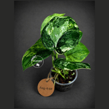 Scindapsus Jade Satin Variegated - Yellow Variegation - (Aug-4-69)