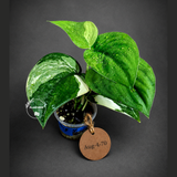 Scindapsus Jade Satin Variegated - Yellow Variegation - (Aug-4-70)