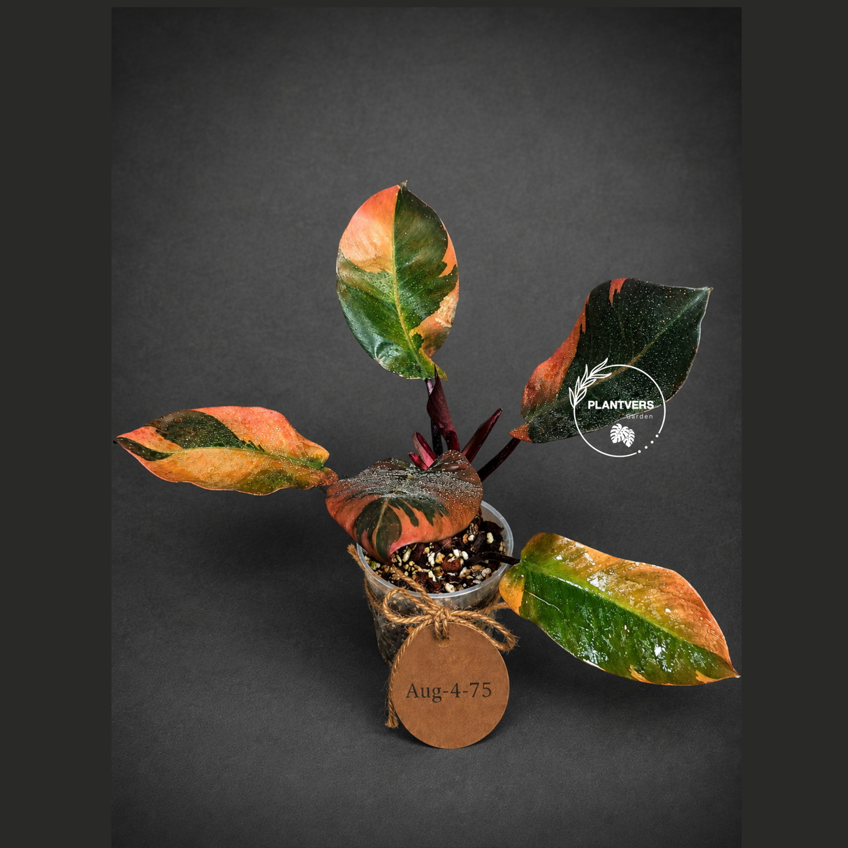 Variegated Black Cardinal Philodendron - Exact Plant - (Aug-4-75)