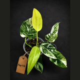 Variegated Philodendron White Princess Tricolor - Exact Plant - (Aug-4-74)