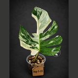 Rare Monstera Albo Borsigiana – Single Leaf – EXACT Plant (Aug-5-23)