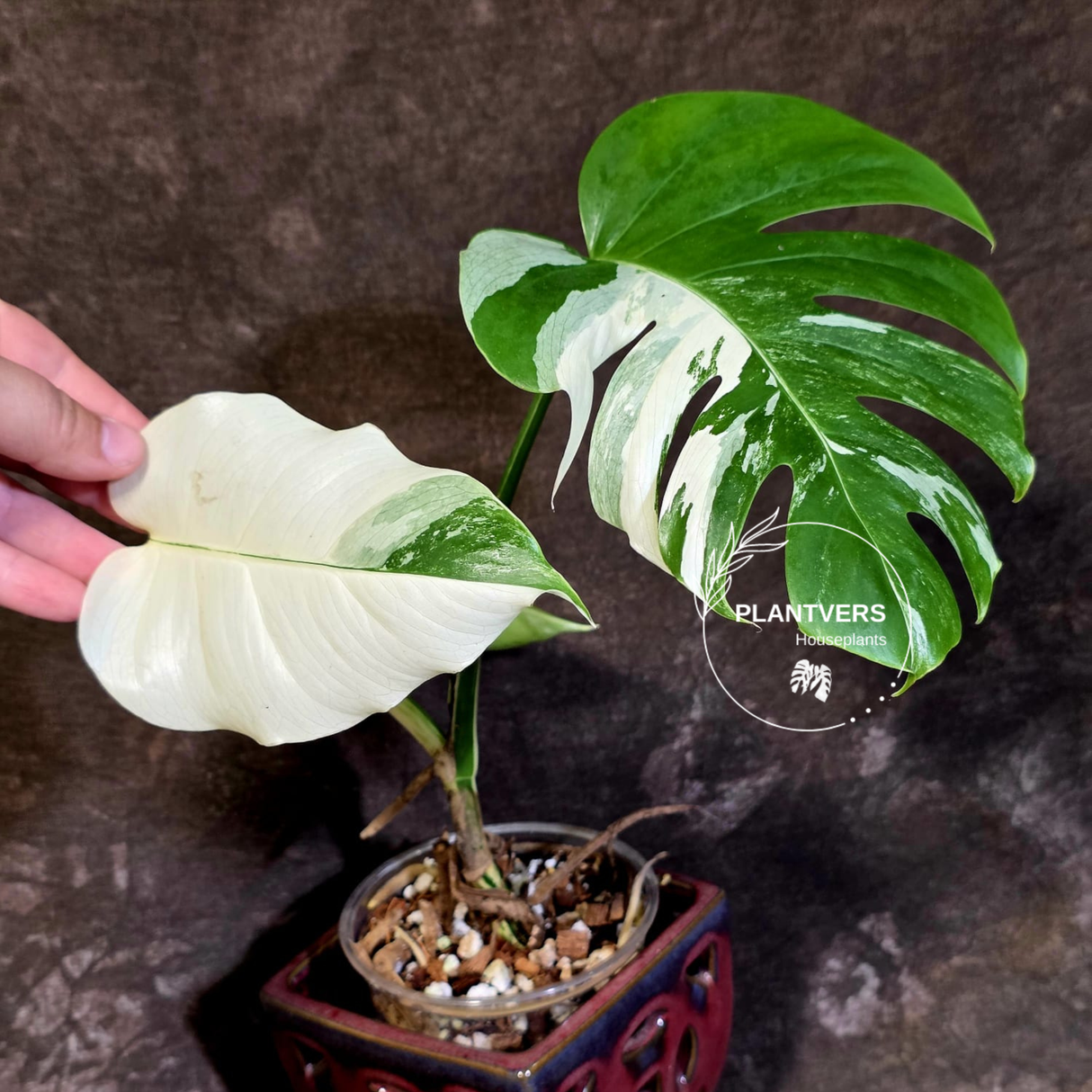 Variegated Monstera Albo - White Monstera Borsigiana - (June-01-05)