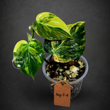 Variegated Philodendron Mican Aurea - Rare Collector Plant - (Aug-7-4)