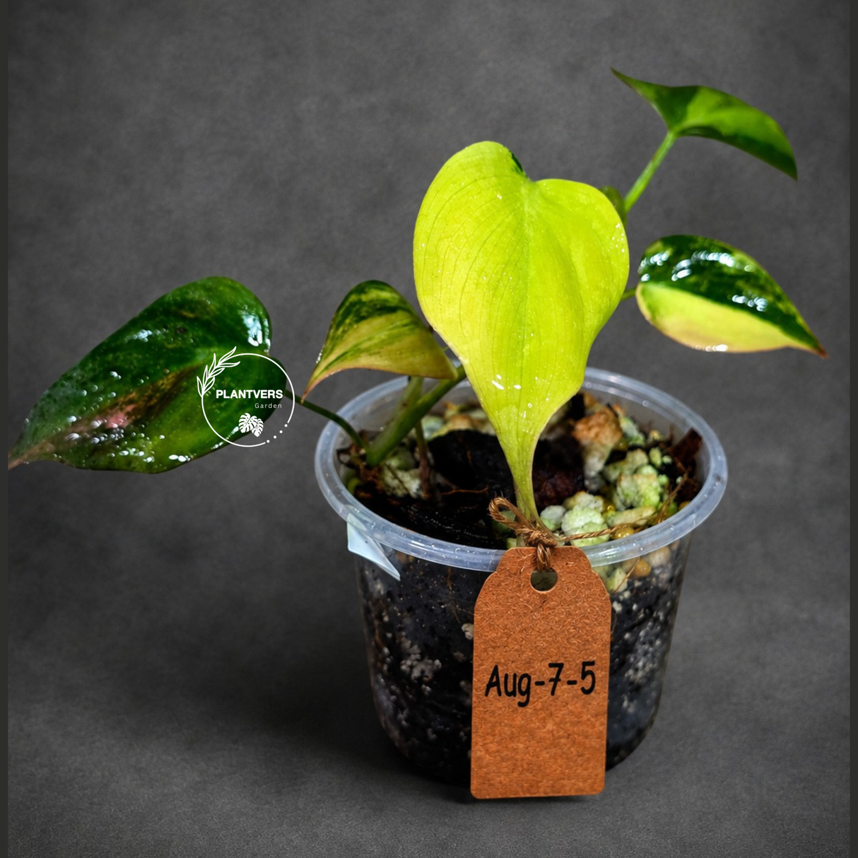 Variegated Philodendron Mican Aurea - Rare Collector Plant - (Aug-7-5)