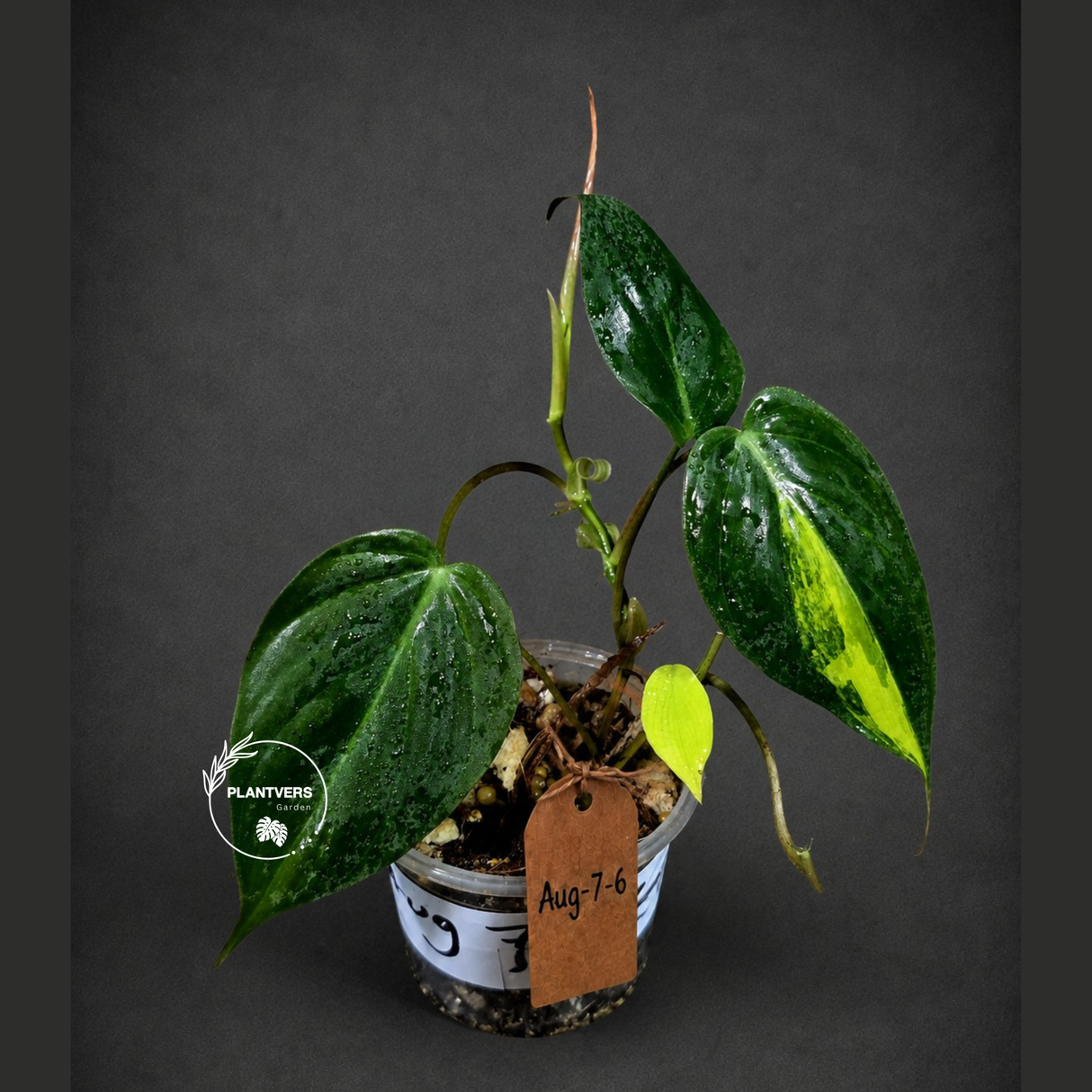 Variegated Philodendron Mican Aurea - Rare Collector Plant - (Aug-7-6)