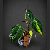 Variegated Philodendron Mican Aurea - Rare Collector Plant - (Aug-7-6)