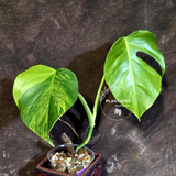 Variegated Monstera Green on Green Plant -  Rare Monstera Variegata - (June-01-04)