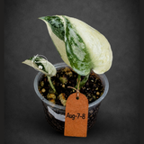 Variegated Scindapsus Mayari Plant - (Aug-7-8)
