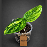 Variegated Monstera Peru - Rare Exact Plant - (Aug-7-9)