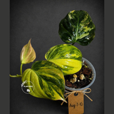 Variegated Philodendron Mican Aurea - Rare Collector Plant - (Aug-7-10)