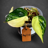 Variegated Philodendron Mican Aurea - Rare Collector Plant - (Aug-7-11)