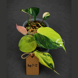 Variegated Philodendron Mican Aurea - Rare Collector Plant - (Aug-7-12)
