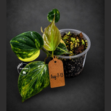 Variegated Philodendron Mican Aurea - Rare Collector Plant - (Aug-7-13)