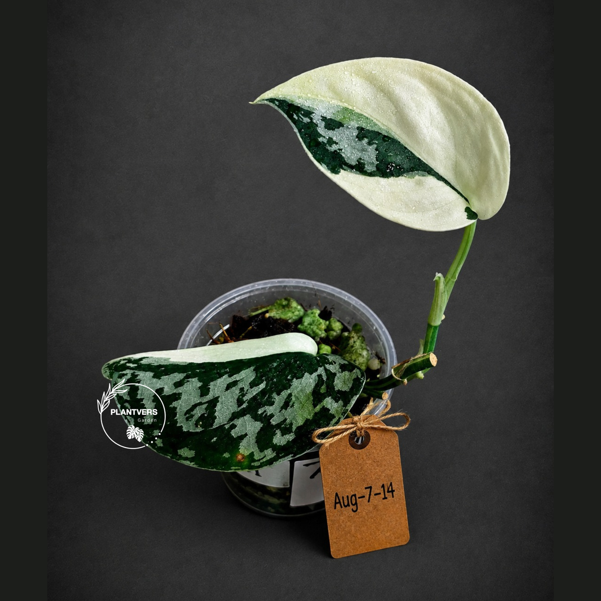 Variegated Scindapsus Mayari Plant - (Aug-7-14)