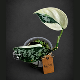 Variegated Scindapsus Mayari Plant - (Aug-7-14)