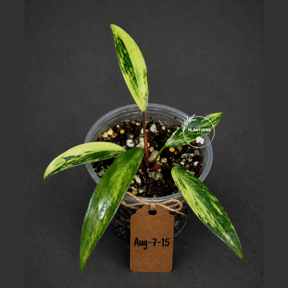 Variegated Philodendron Strawberry Shake Live Plant (Aug-7-15)