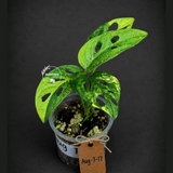 Monstera Adansonii Aurea Variegated - Exact Plant - (Aug-7-17)
