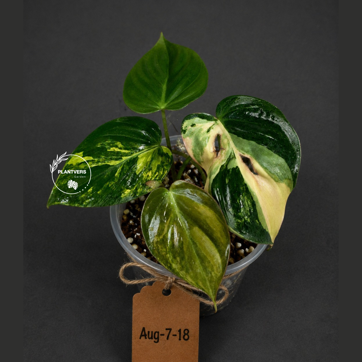 Variegated Philodendron Mican Aurea - Rare Collector Plant - (Aug-7-18)