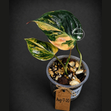 Variegated Philodendron Mican Aurea - Rare Collector Plant - (Aug-7-20)