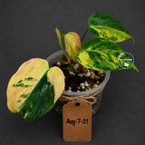 Variegated Philodendron Mican Aurea - Rare Collector Plant - (Aug-7-21)