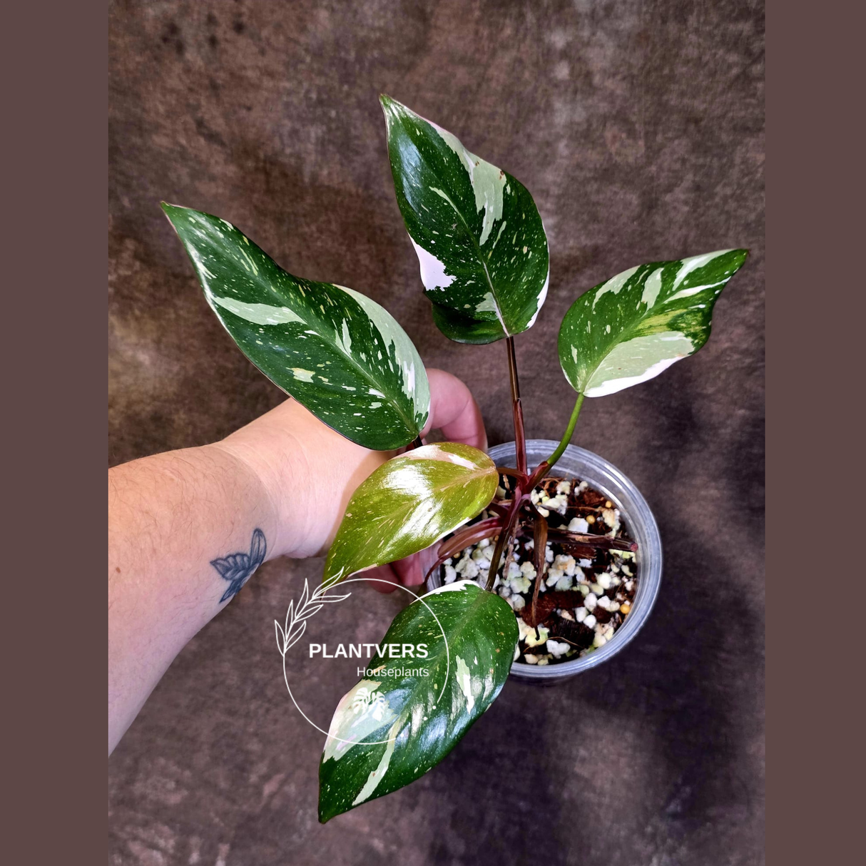 Variegated Philodendron Red Anderson - Exact Same Plant - (June-01-10)