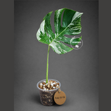 Variegated Monstera Albo - White Albo Borsigiana (Aug-25-50)