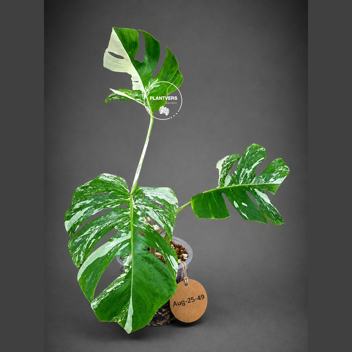 Variegated Monstera Albo - White Albo Borsigiana (Aug-25-49)