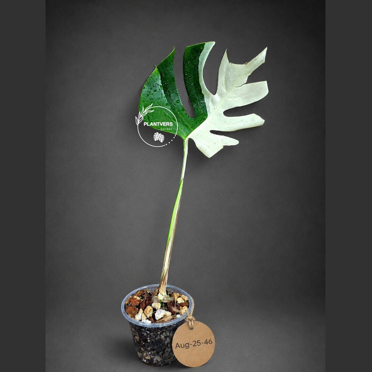 Variegated Monstera Albo - Half-Moon Leaf (Aug-25-46)