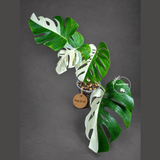 Variegated Monstera Albo - White Albo Borsigiana (Aug-25-47)