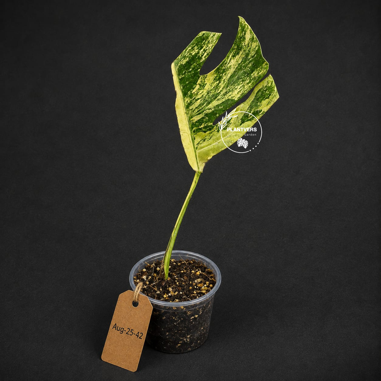 Monstera Borsigiana Aurea Variegated (Aug-25-42)