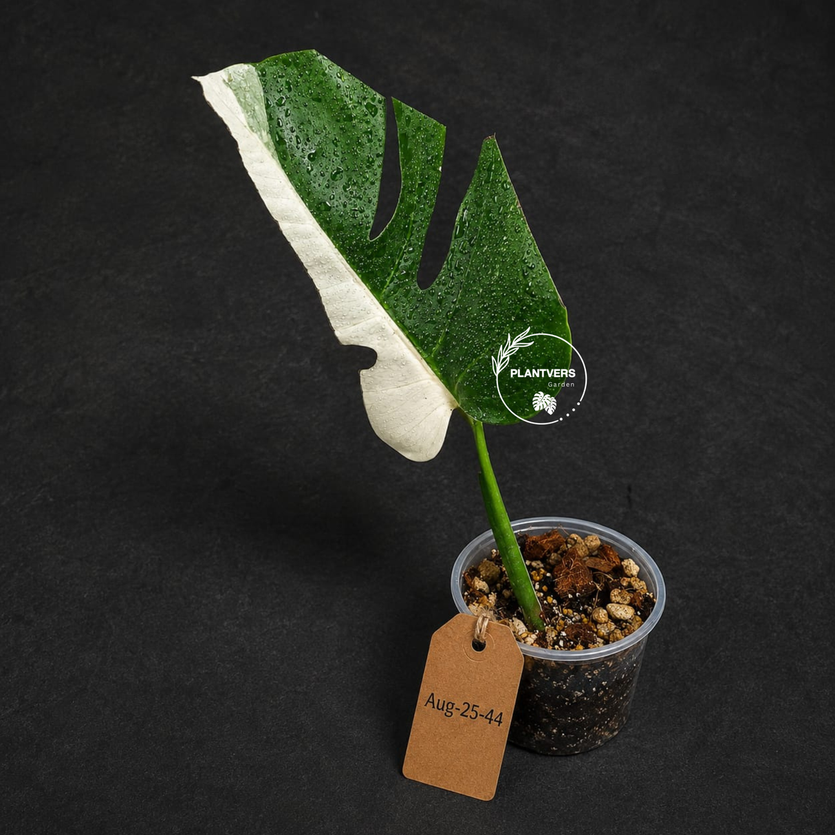 Variegated Monstera Albo - Half-Moon Leaf (Aug-25-44)