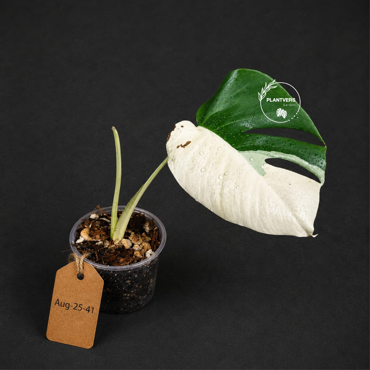 Variegated Monstera Albo - Half-Moon Leaf (Aug-25-41)