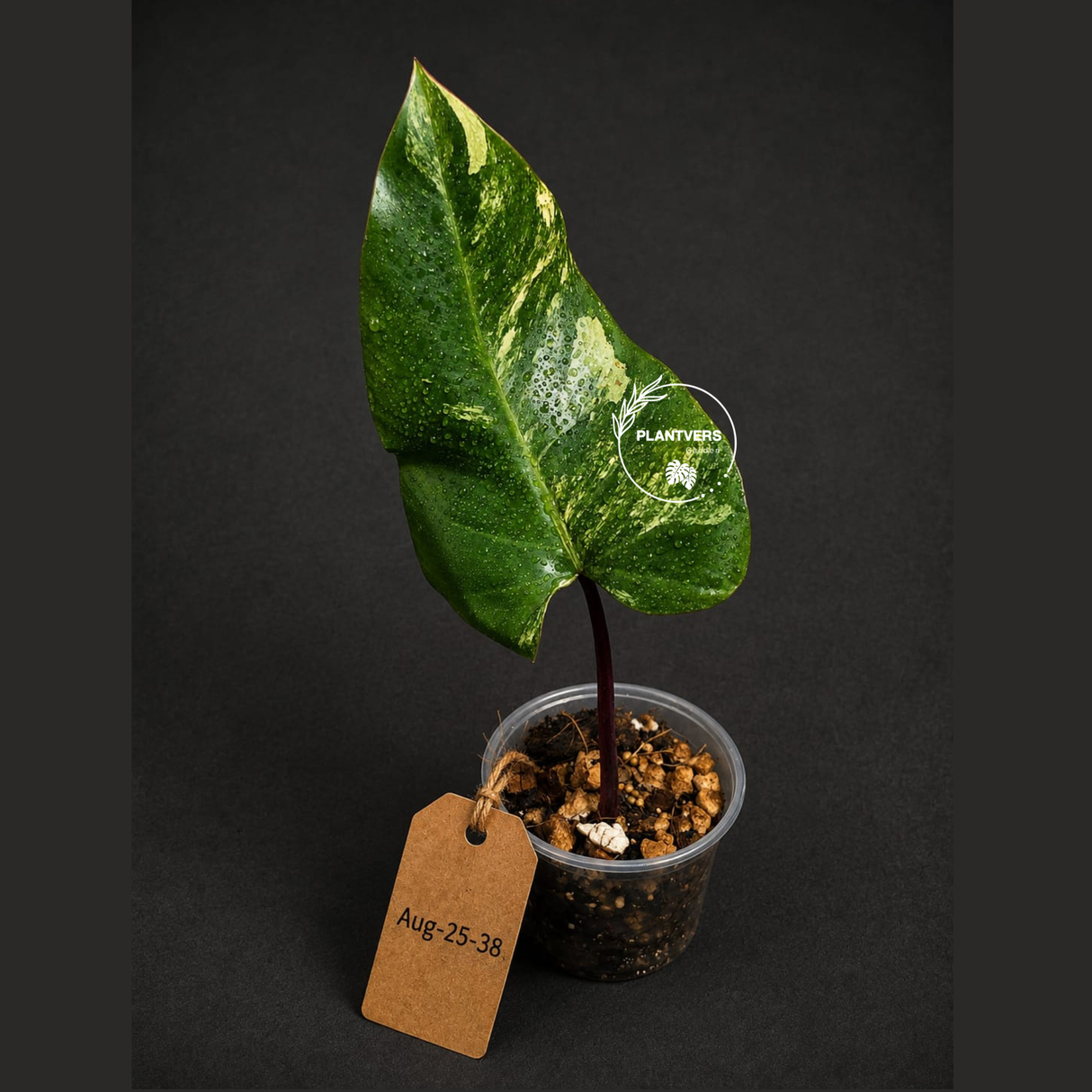 Rare Philodendron Strawberry Shake Variegated (Aug-25-38)