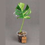 Monstera Borsigiana Aurea Variegated (Aug-25-36)