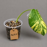 Monstera Borsigiana Aurea Variegated (Aug-25-37)